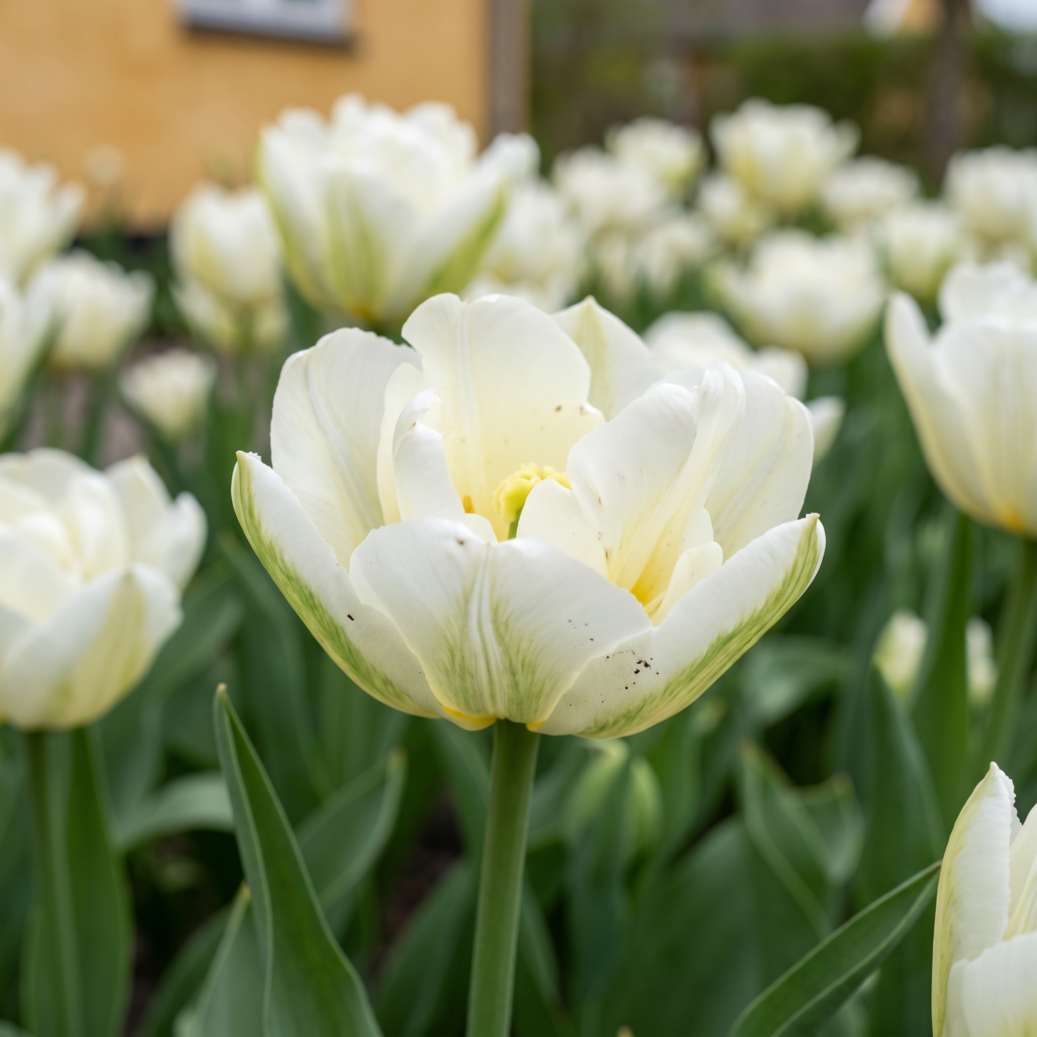 Tulppaani 'Exotic Emperor'